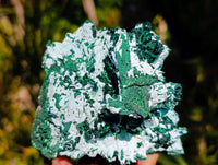 Natural Cabinet Lamellar Malachite Pseudomorph Specimens x 2 From Lupoto Mine, Congo