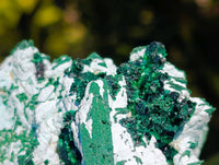 Natural Cabinet Lamellar Malachite Pseudomorph Specimens x 2 From Lupoto Mine, Congo