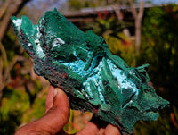 Natural Cabinet Lamellar Malachite Pseudomorph Specimens x 2 From Lupoto Mine, Congo