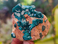 Natural Dioptase On Dolomite with Malachite Specimens x 12 From Likasi, Congo