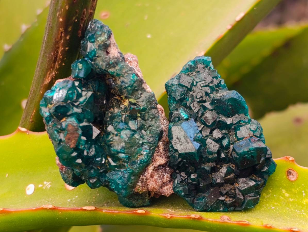 Natural Dioptase On Dolomite with Malachite Specimens x 12 From Likasi, Congo - Toprock Gemstones and Minerals 