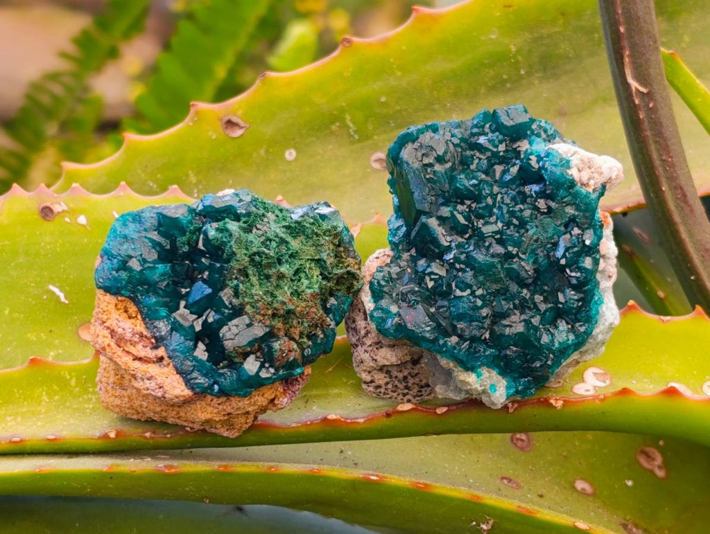 Natural Dioptase On Dolomite with Malachite Specimens x 12 From Likasi, Congo - Toprock Gemstones and Minerals 
