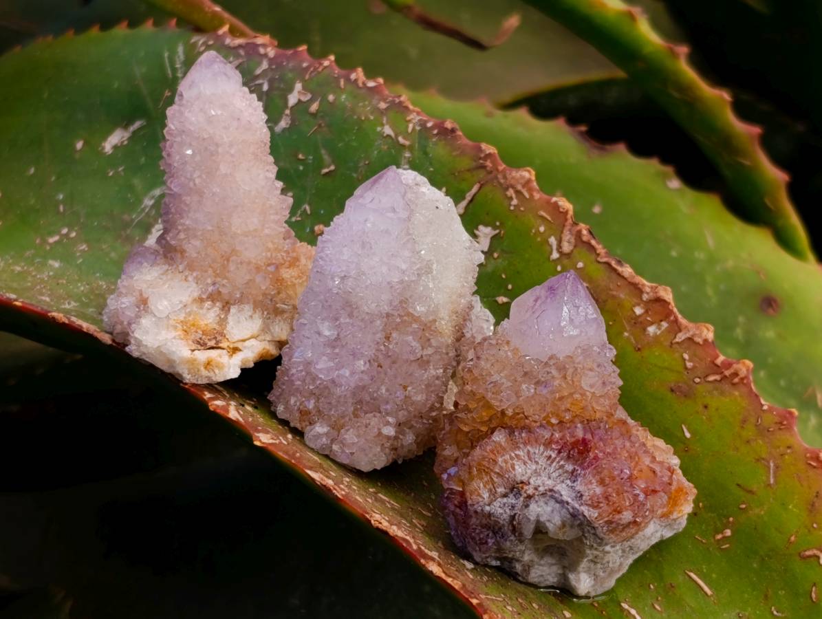 Natural Amethyst Spirit Quartz Clusters x 12 From Boekenhouthoek, South Africa - Toprock Gemstones and Minerals 
