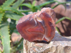 Polished On One Side Red Sashe River Agate Nodules x 20 From Zimbabwe - Toprock Gemstones and Minerals 