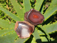 Polished On One Side Red Sashe River Agate Nodules x 20 From Zimbabwe - Toprock Gemstones and Minerals 