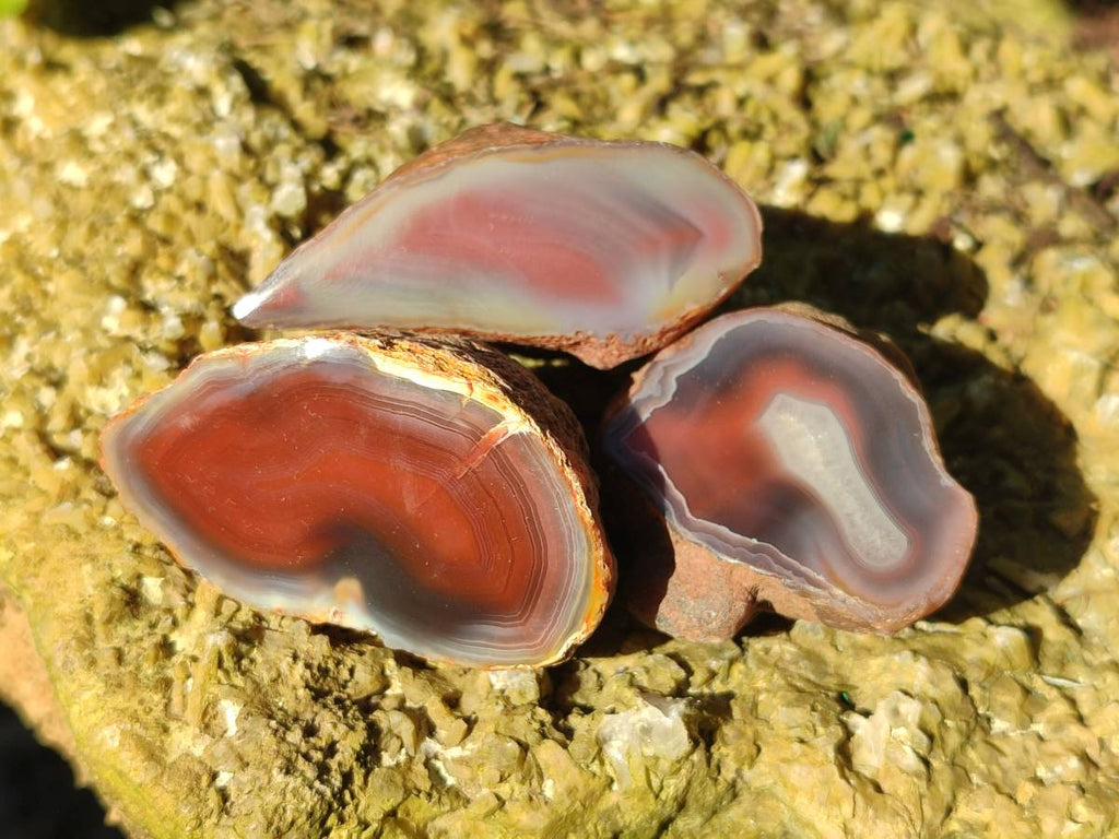 Polished On One Side Red Sashe River Agate Nodules x 20 From Zimbabwe - Toprock Gemstones and Minerals 