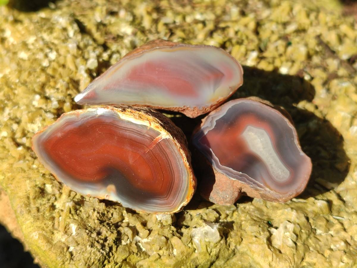 Polished On One Side Red Sashe River Agate Nodules x 20 From Zimbabwe - Toprock Gemstones and Minerals 