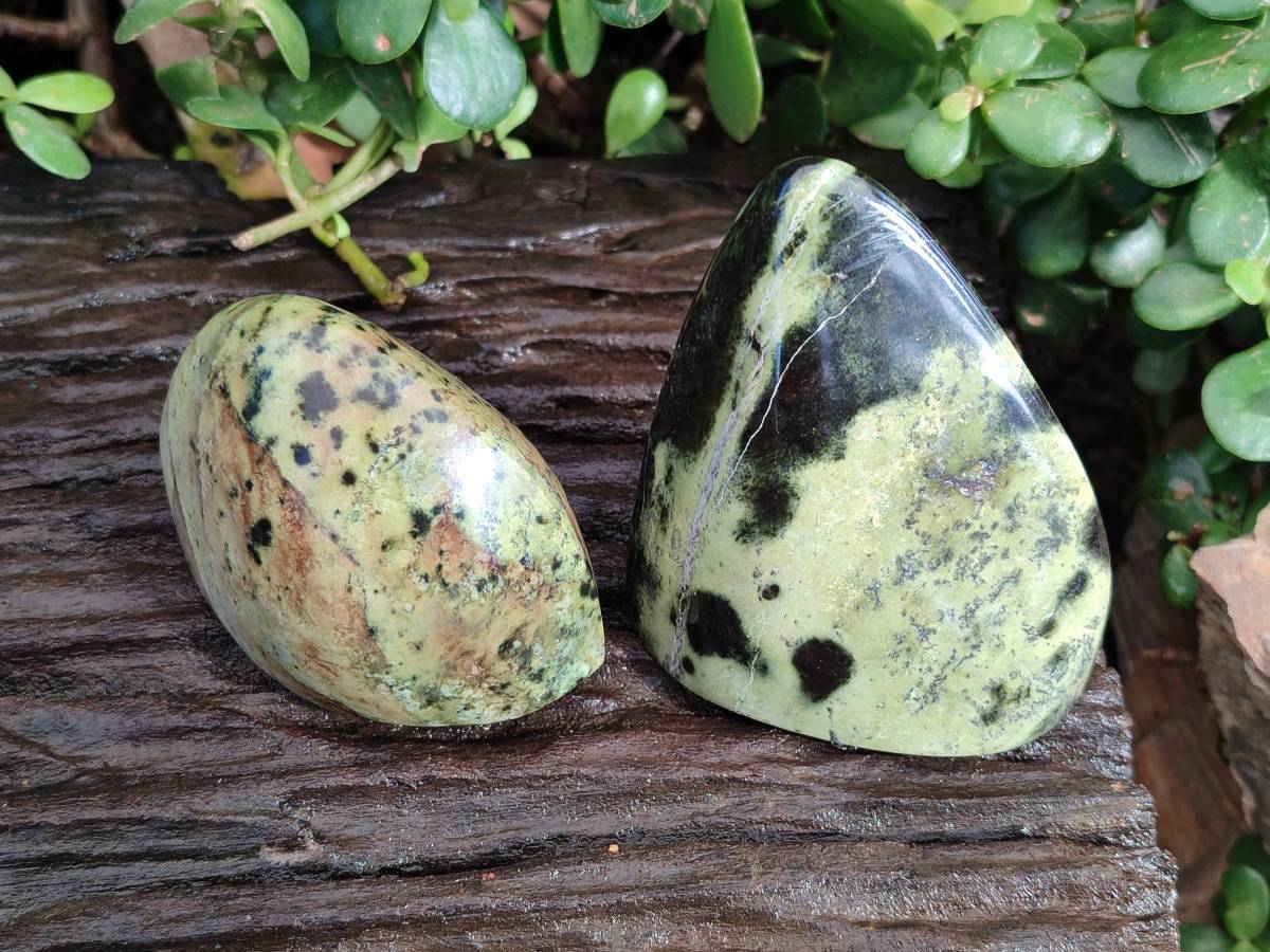 Polished Leopard Stone Free Forms x 5 From Nyanga, Zimbabwe - Toprock Gemstones and Minerals 