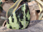 Polished Leopard Stone Free Forms x 5 From Nyanga, Zimbabwe - Toprock Gemstones and Minerals 