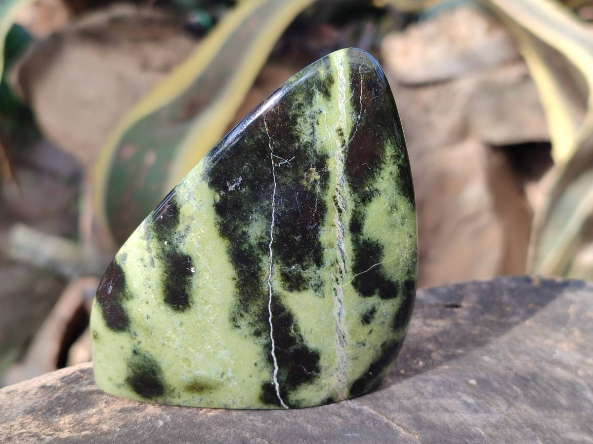 Polished Leopard Stone Free Forms x 5 From Nyanga, Zimbabwe - Toprock Gemstones and Minerals 