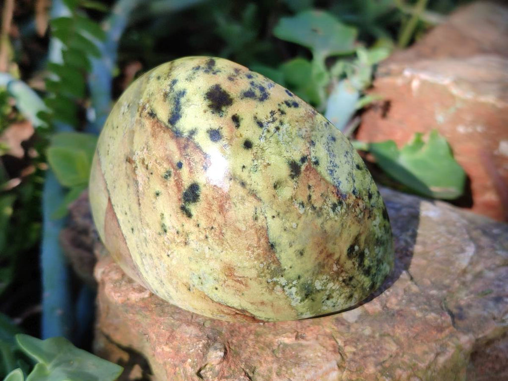 Polished Leopard Stone Free Forms x 5 From Nyanga, Zimbabwe - Toprock Gemstones and Minerals 