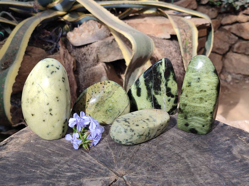 Polished Leopard Stone Free Forms x 5 From Nyanga, Zimbabwe - Toprock Gemstones and Minerals 