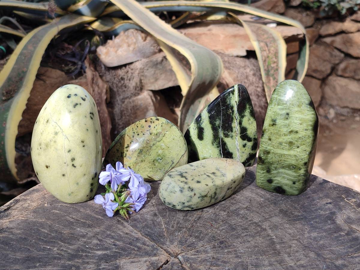 Polished Leopard Stone Free Forms x 5 From Nyanga, Zimbabwe - Toprock Gemstones and Minerals 