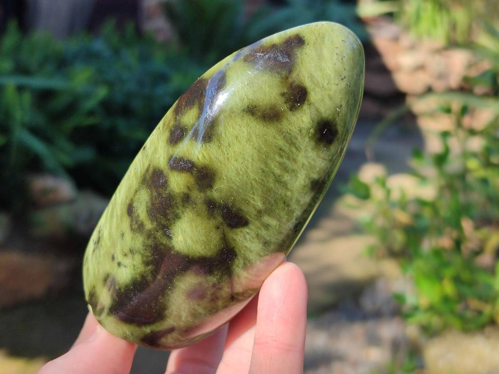 Polished Leopard Stone Free Forms x 5 From Nyanga, Zimbabwe - Toprock Gemstones and Minerals 