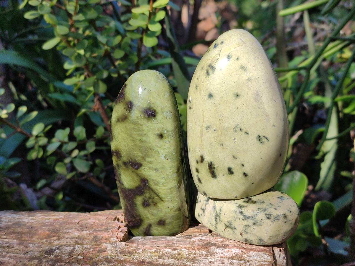 Polished Leopard Stone Free Forms x 5 From Nyanga, Zimbabwe - Toprock Gemstones and Minerals 