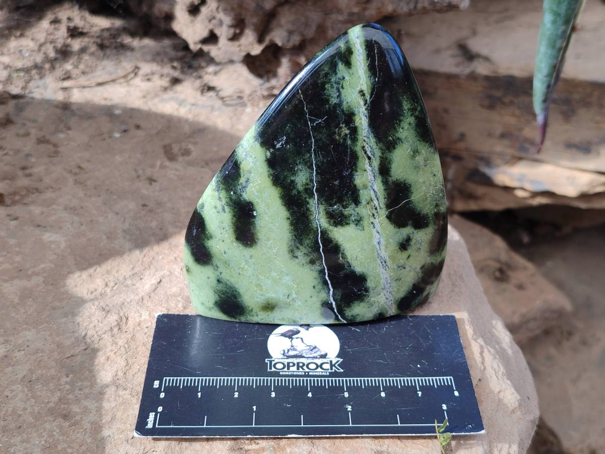 Polished Leopard Stone Free Forms x 5 From Nyanga, Zimbabwe - Toprock Gemstones and Minerals 