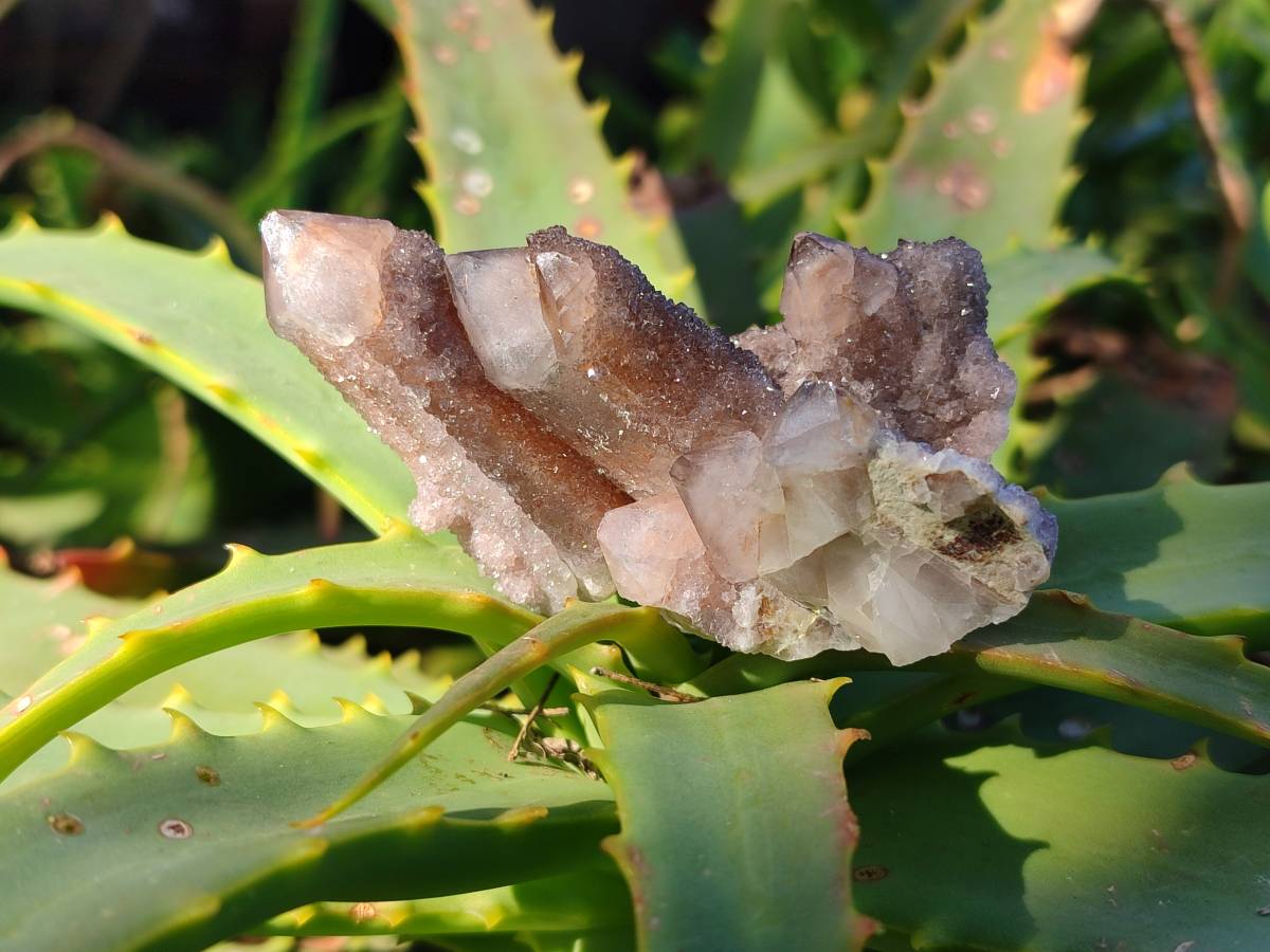 Natural Spirit Quartz Clusters x 39 From Boekenhouthoek, South Africa - Toprock Gemstones and Minerals 