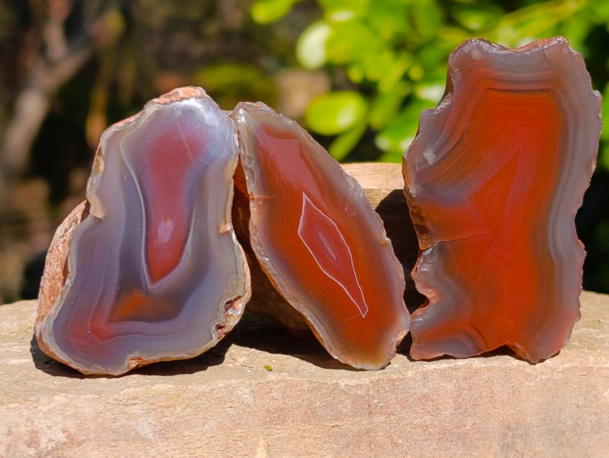 Polished On One Side Red Sashe River Agate Nodules x 20 From Zimbabwe - Toprock Gemstones and Minerals 