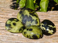 Polished Leopard Stone Palm Stones x 13 From Zimbabwe