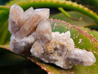 Natural Fairy Spirit Quartz Clusters x 12 From South Africa