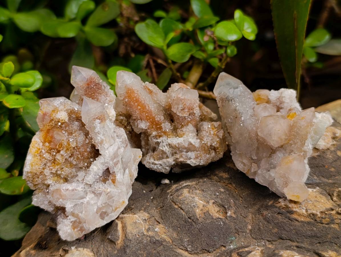 Natural Fairy Spirit Quartz Clusters x 12 From South Africa - Toprock Gemstones and Minerals 