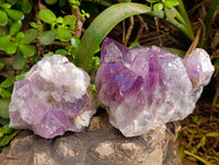 Natural Jacaranda Amethyst Quartz Clusters x 4 From Mumbwa, Zambia