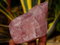 Natural Pink Rose Quartz Cobbed Specimens x 24 From North Cape, South Africa - Toprock Gemstones and Minerals 
