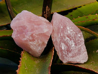 Natural Pink Rose Quartz Cobbed Specimens x 24 From North Cape, South Africa - Toprock Gemstones and Minerals 