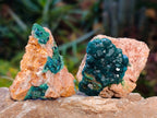 Natural Dioptase On Dolomite Specimens x 12 From Likasi, Congo - Toprock Gemstones and Minerals 