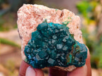 Natural Dioptase On Dolomite Specimens x 12 From Likasi, Congo - Toprock Gemstones and Minerals 