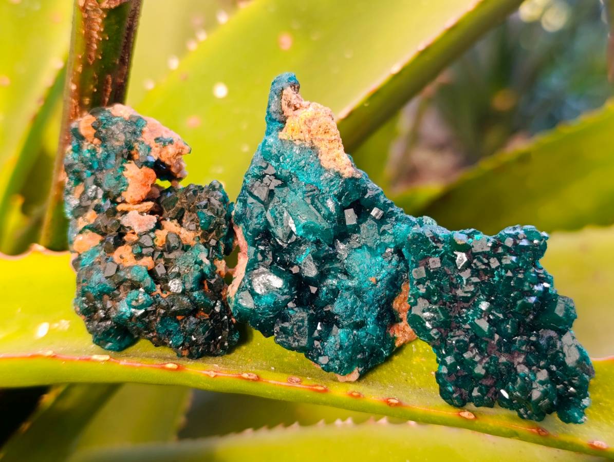 Natural Dioptase On Dolomite Specimens x 12 From Likasi, Congo - Toprock Gemstones and Minerals 