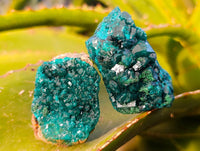 Natural Dioptase On Dolomite Specimens x 12 From Likasi, Congo