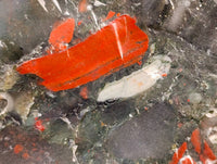 Natural Cobbed Bloodstone Specimens x 3 From Swaziland