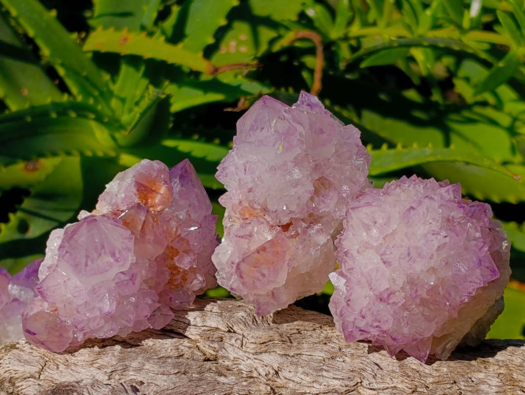 Natural Amethyst Spirit Quartz Clusters x 12 From Boekenhouthoek, South Africa - Toprock Gemstones and Minerals 
