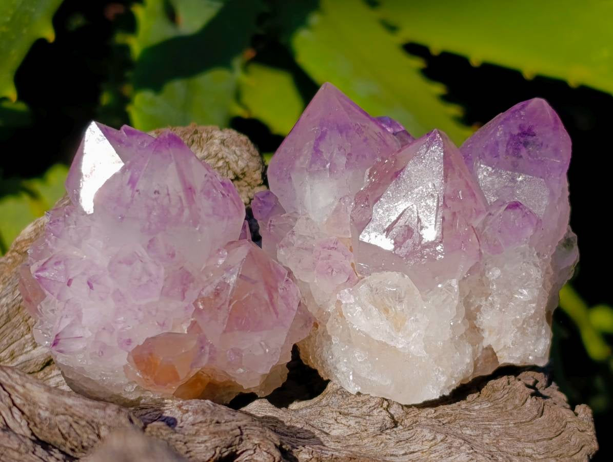 Natural Amethyst Spirit Quartz Clusters x 12 From Boekenhouthoek, South Africa - Toprock Gemstones and Minerals 