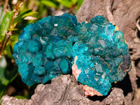 Natural Dioptase on Dolomite Matrix Specimens x 12 From Likasi, Congo