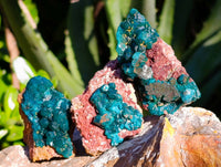 Natural Dioptase on Dolomite Matrix Specimens x 12 From Likasi, Congo