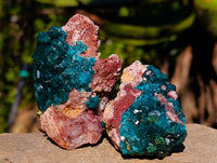 Natural Dioptase on Dolomite Matrix Specimens x 12 From Likasi, Congo
