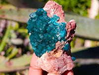 Natural Dioptase on Dolomite Matrix Specimens x 12 From Likasi, Congo