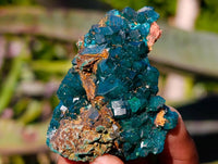 Natural Dioptase on Dolomite Matrix Specimens x 12 From Likasi, Congo