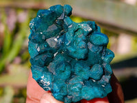 Natural Dioptase on Dolomite Matrix Specimens x 12 From Likasi, Congo