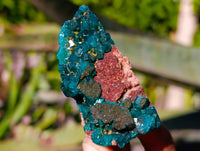 Natural Dioptase on Dolomite Matrix Specimens x 12 From Likasi, Congo