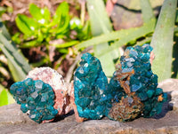 Natural Dioptase on Dolomite Matrix Specimens x 12 From Likasi, Congo