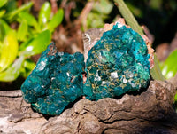 Natural Dioptase on Dolomite Matrix Specimens x 12 From Likasi, Congo