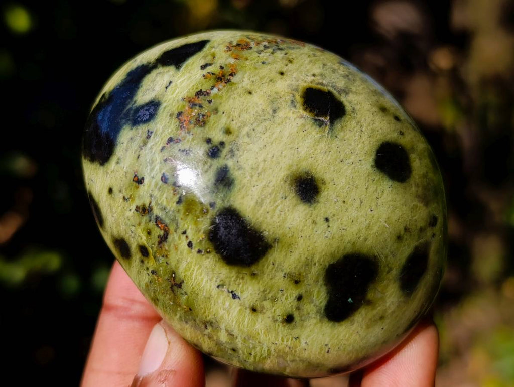 Polished Leopard Stone Free Forms x 10 From Nyanga, Zimbabwe - Toprock Gemstones and Minerals 