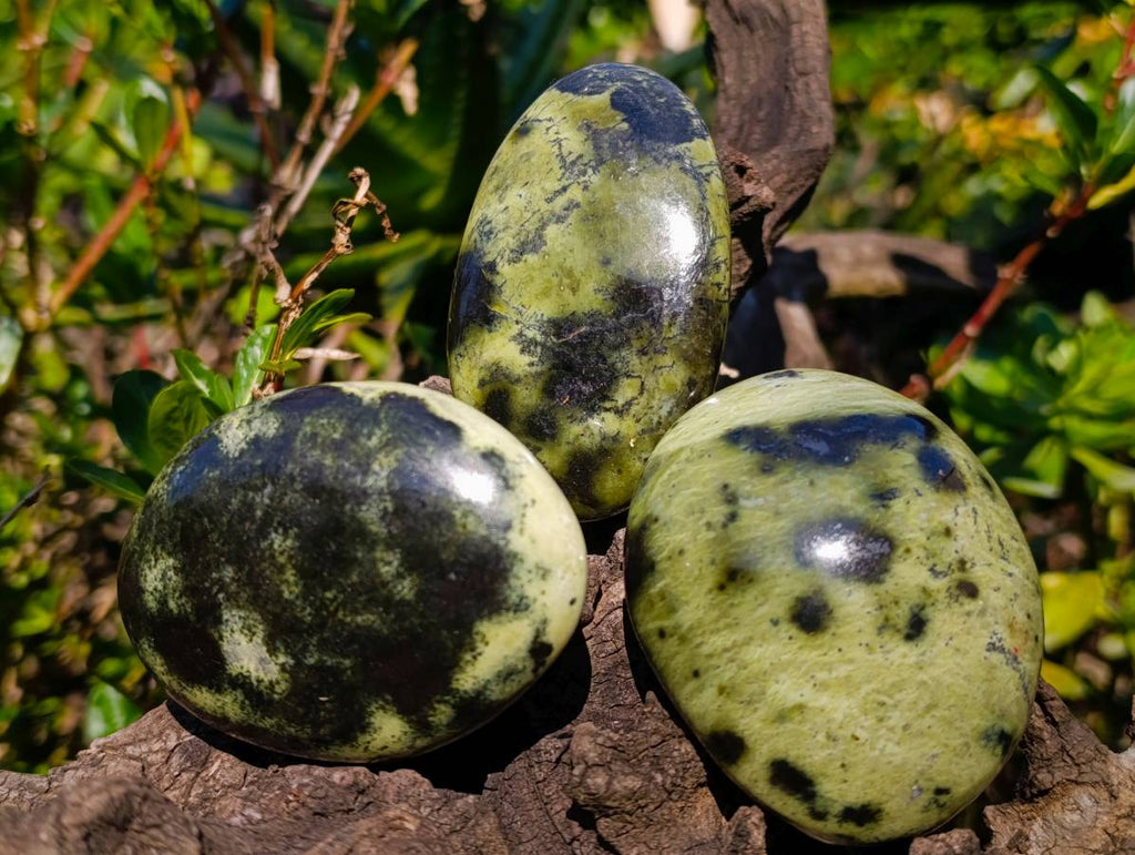 Polished Leopard Stone Free Forms x 10 From Nyanga, Zimbabwe - Toprock Gemstones and Minerals 