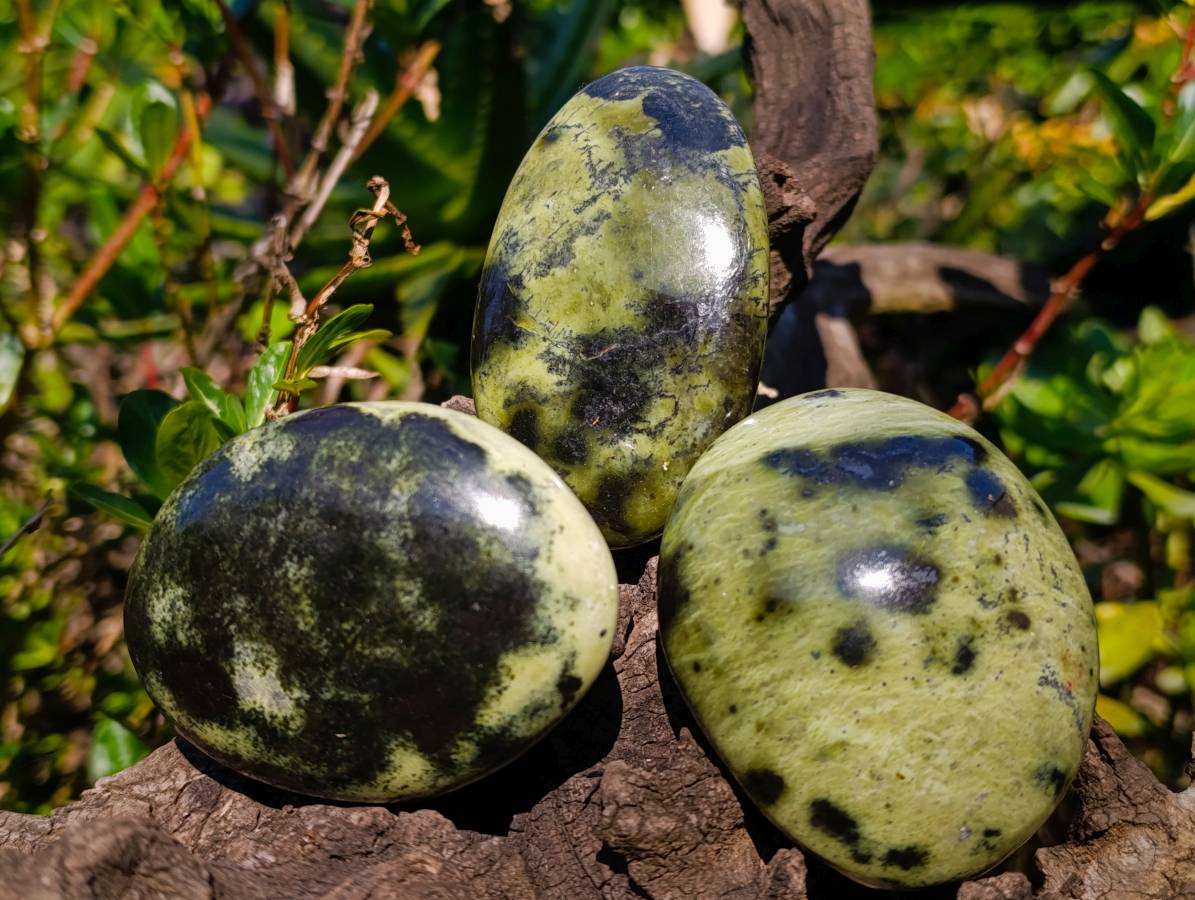 Polished Leopard Stone Free Forms x 10 From Nyanga, Zimbabwe - Toprock Gemstones and Minerals 