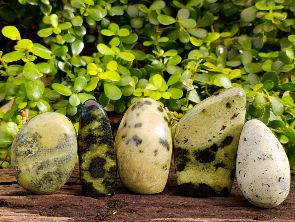 Polished Leopard Stone Standing Free Forms x 5 From Nyanga, Zimbabwe - Toprock Gemstones and Minerals 