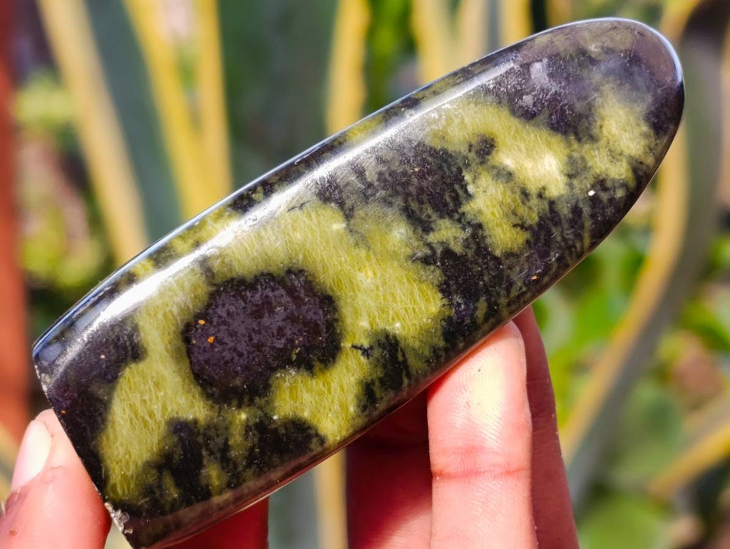 Polished Leopard Stone Standing Free Forms x 5 From Nyanga, Zimbabwe - Toprock Gemstones and Minerals 