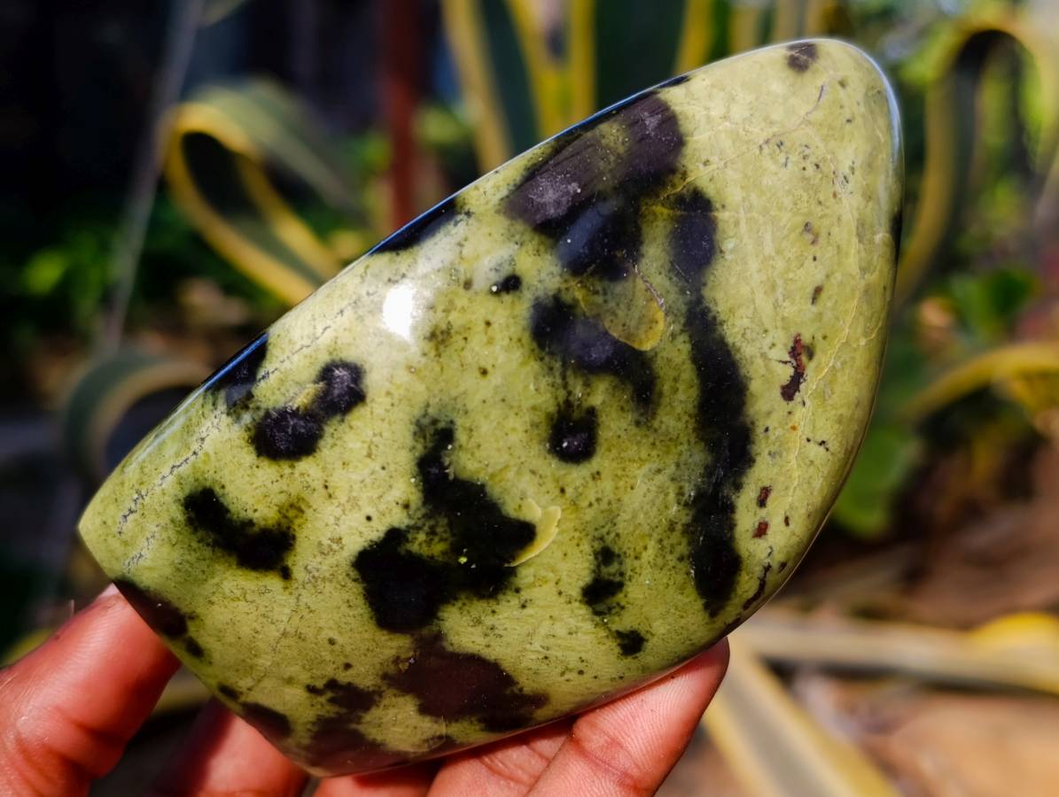Polished Leopard Stone Standing Free Forms x 5 From Nyanga, Zimbabwe - Toprock Gemstones and Minerals 